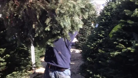 Christmas Tree Lot Stock Footage 76204909