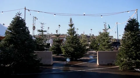 Christmas Tree lot Stock Footage 82740862