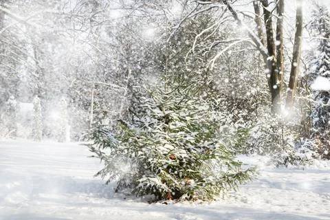 Christmas tree in a magic forest 스톡 사진