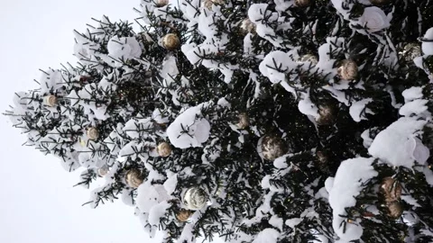 Christmas tree on the main city square, decorated with golden balls Stock Footage 166584470