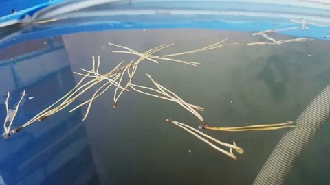 Christmas-tree needles are floating in a barrel Video stock 80408739