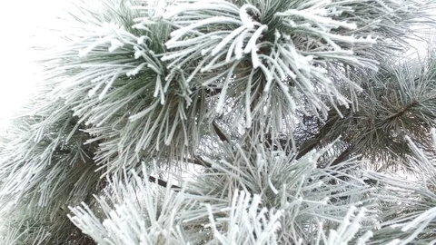 Christmas Tree Needles Background Vídeo Stock 120290807