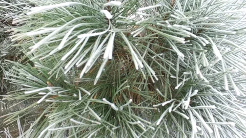 Christmas Tree Needles Background Stock Footage 120290881