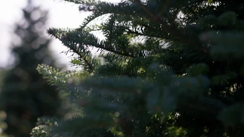 Christmas tree needles close up outdoors - christmas tree hunting Stock Footage