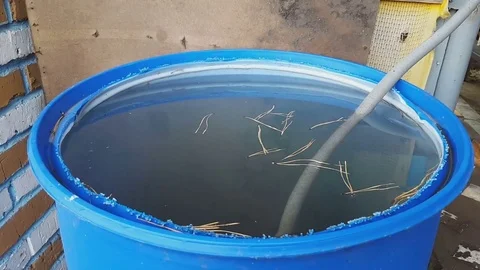 Christmas tree needles fall into a barrel Video stock 80373672