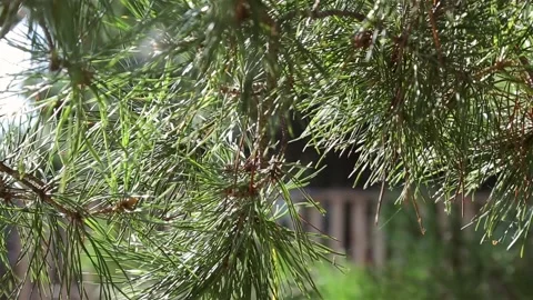 Christmas tree needles Stock Footage 221501192