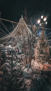 Christmas tree in the night 写真素材