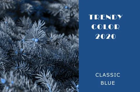Christmas tree or pine tree branches in classic blue color. Foto stock