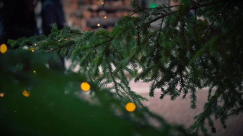 Christmas tree outdoor Stock Footage 122300393