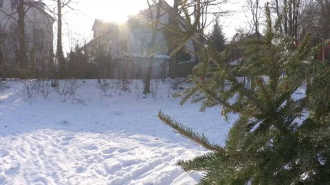 Christmas Tree Outside on Snow Stock Footage 71759372