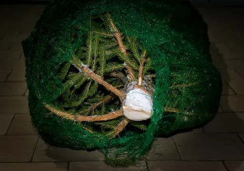 The Christmas tree is packed in a plastic net. prepared for transport Stock Photos