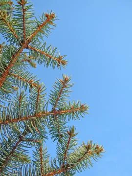 Christmas tree Stock Photos