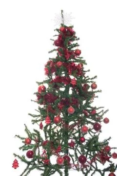  christmas tree Stock Photos