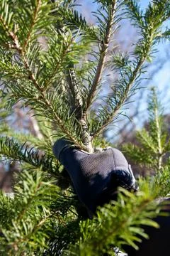 Christmas tree Stock Photos