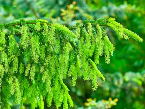 Christmas tree Stock Photos