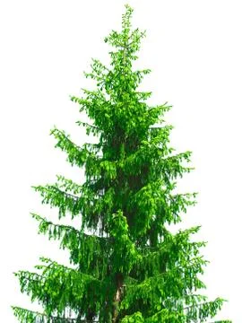 Christmas tree Stock Photos