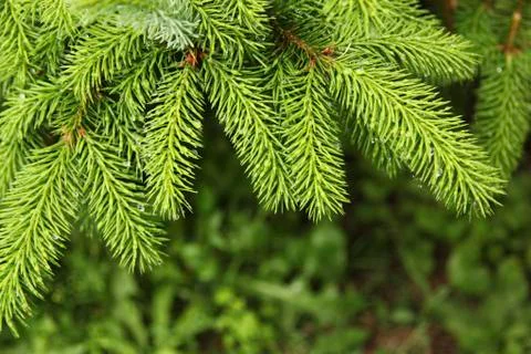 Christmas tree Foto stock