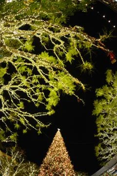 Christmas tree Stock Photos