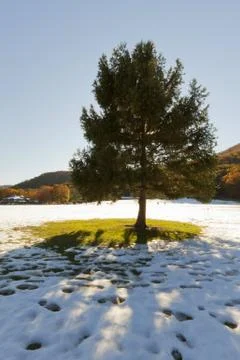 Christmas Tree. Stock Photos