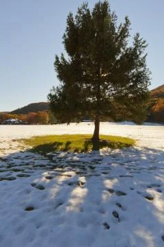 Christmas Tree. Stock Photos