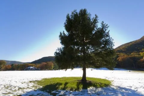 Christmas Tree. Stock Photos