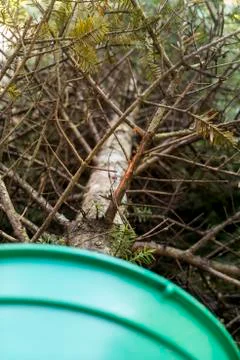 Christmas Tree Stockfoto's