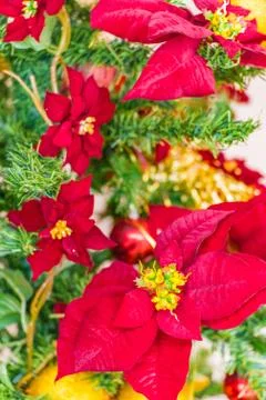 Christmas tree Stock Photos