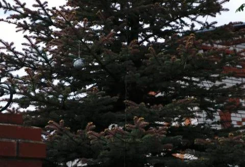 Christmas tree Stock Photos