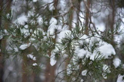 Christmas tree Stockfoto's