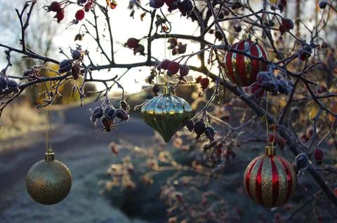 Christmas tree Stock Photos