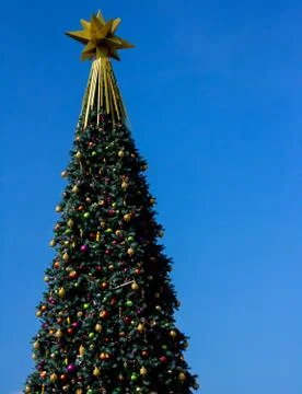 Christmas tree Фото