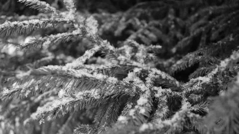 Christmas tree Stock Photos