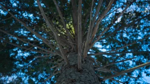 Christmas tree Stock Photos