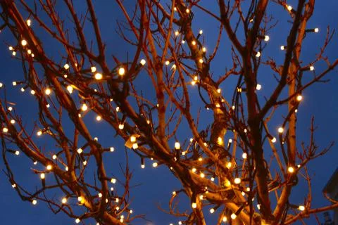 Christmas tree Stock Photos