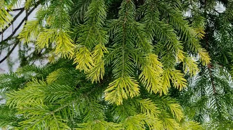 Christmas tree Stock Photos