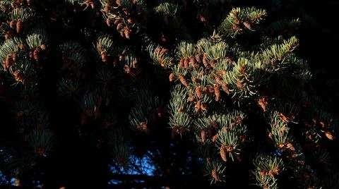 Christmas tree Stock Photos