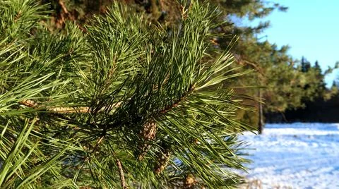 Christmas tree Stock Photos