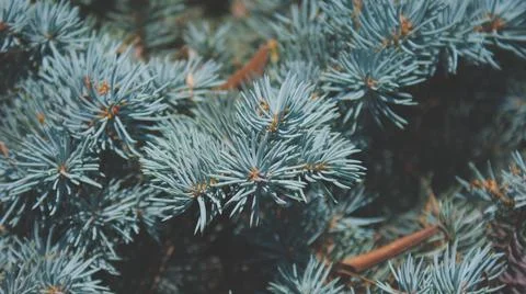 Christmas Tree Stock Photos