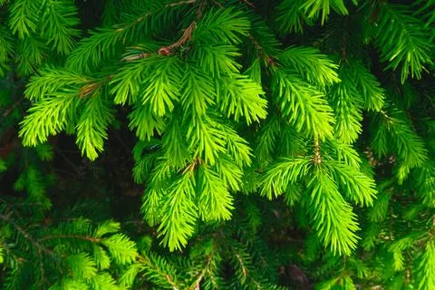 Christmas tree Stock Photos
