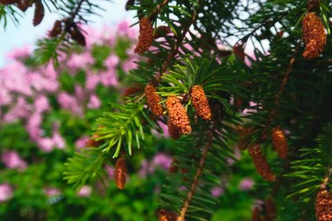 Christmas tree Stock Photos