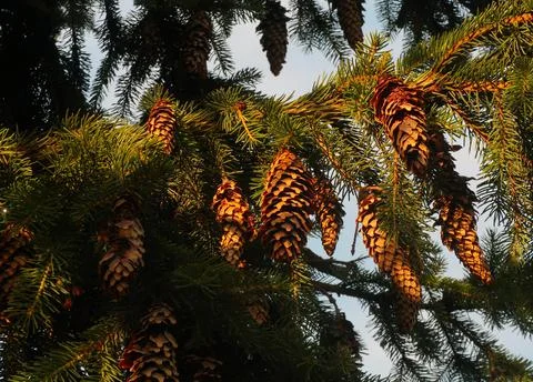 Christmas tree Foto stock