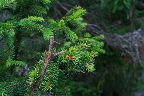 Christmas tree Foto stock