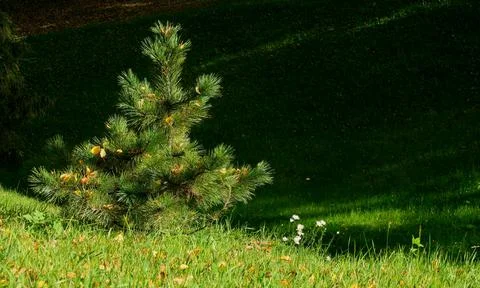 Christmas tree Stock Photos