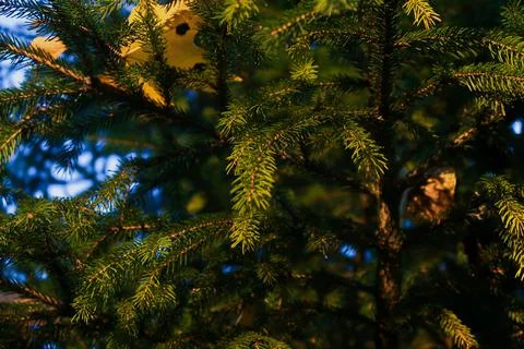 Christmas tree Foto stock