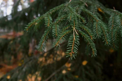 Christmas tree Stock Photos
