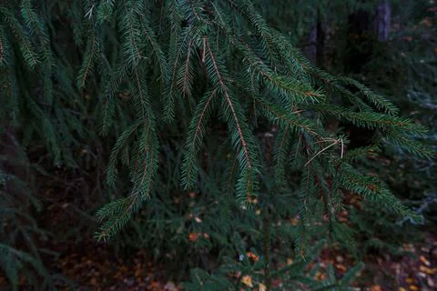 Christmas tree Stock Photos
