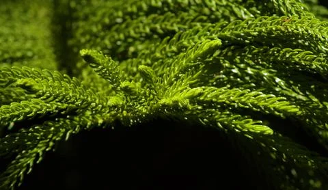 Christmas tree Stock Photos