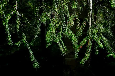 Christmas tree Foto stock