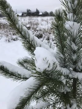 Christmas tree Stock Photos