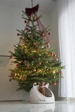 Christmas tree Stock Photos